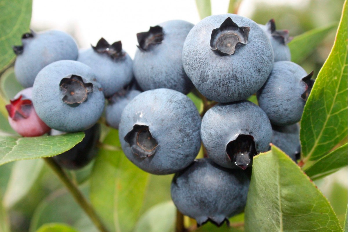 Превью изображения