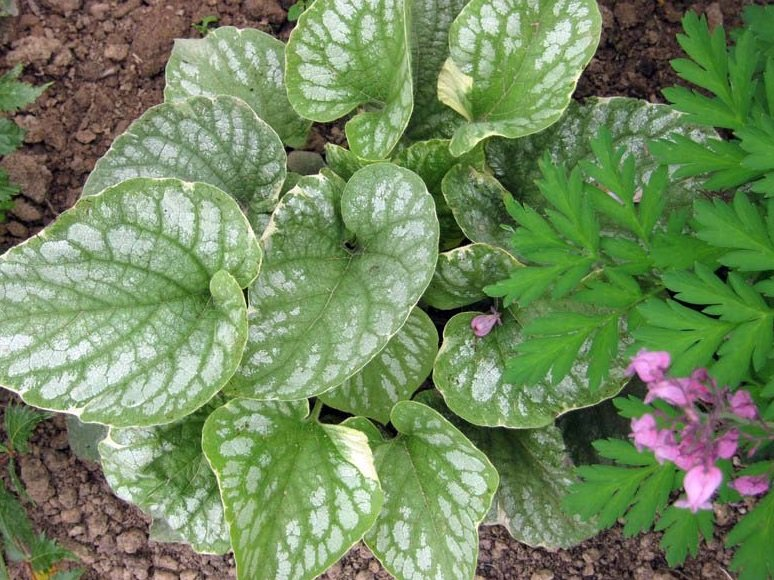 Превью изображения