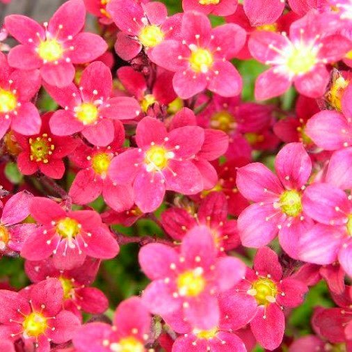 Превью изображения