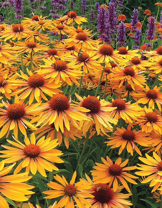 Превью изображения