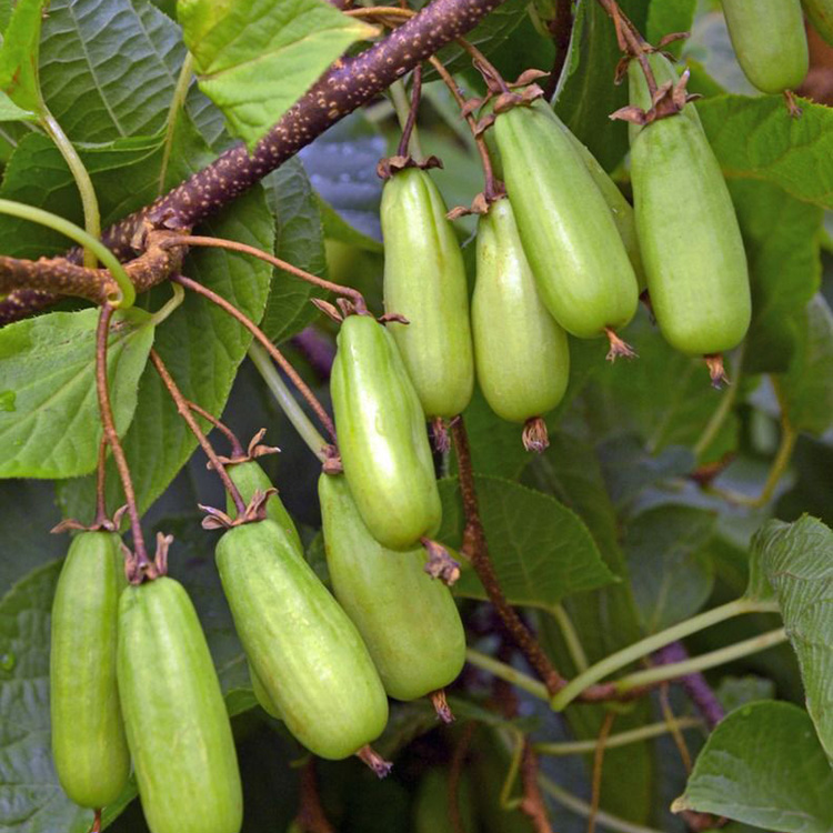 Превью изображения