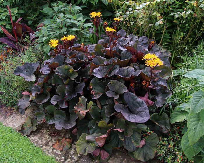 Превью изображения