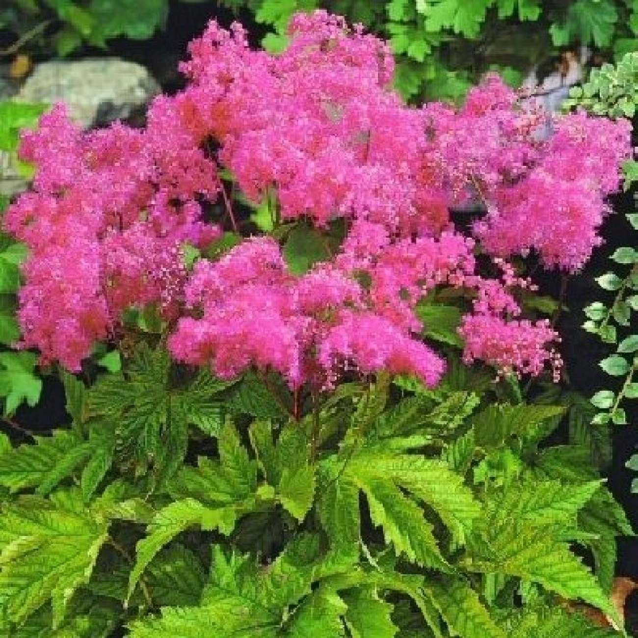 Превью изображения