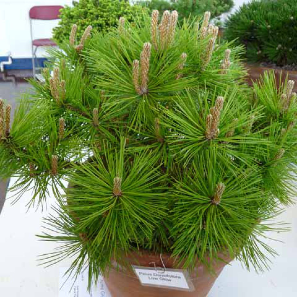 Превью изображения