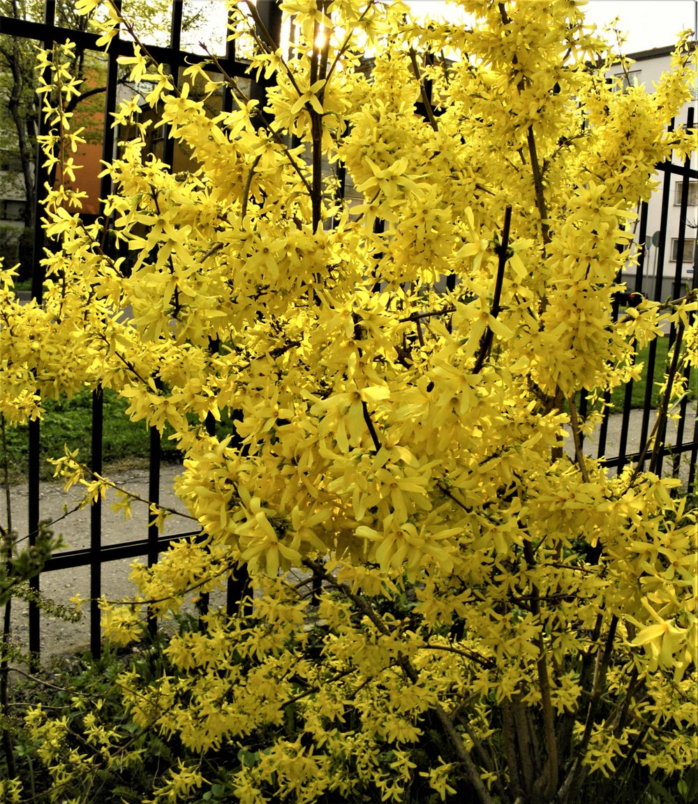 Превью изображения