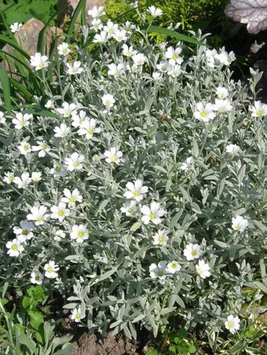 Превью изображения