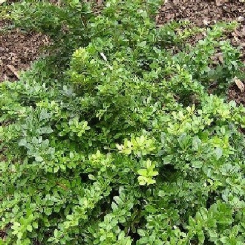 Превью изображения