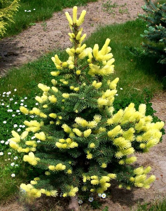 Превью изображения