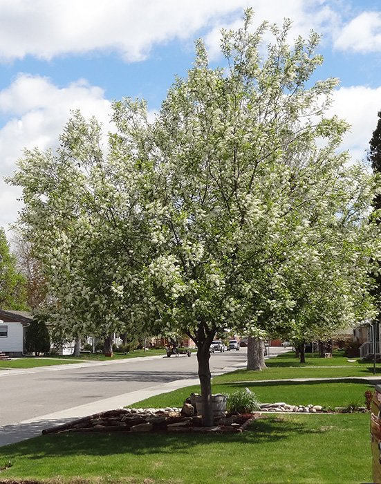 Превью изображения