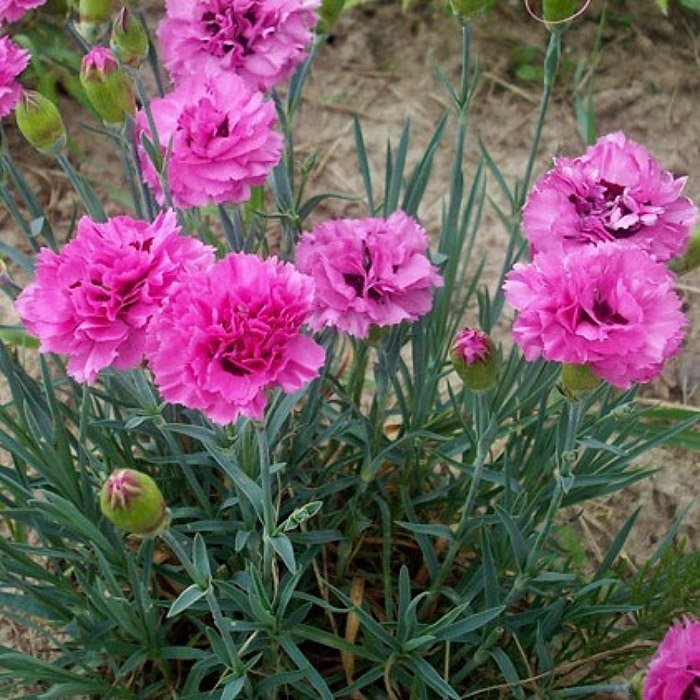 Превью изображения