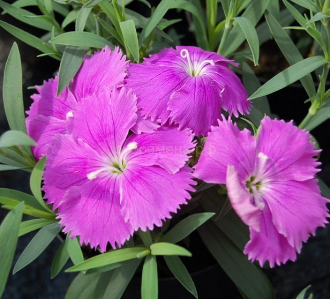 Превью изображения