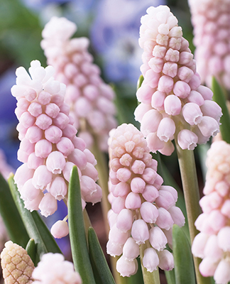 Превью изображения