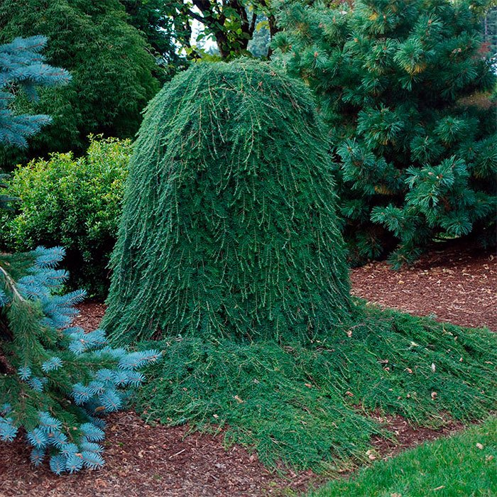 Превью изображения