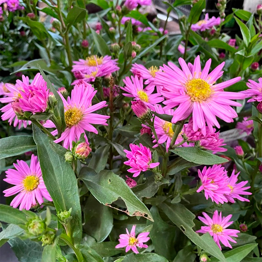 Превью изображения