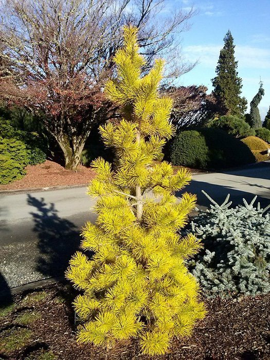 Превью изображения