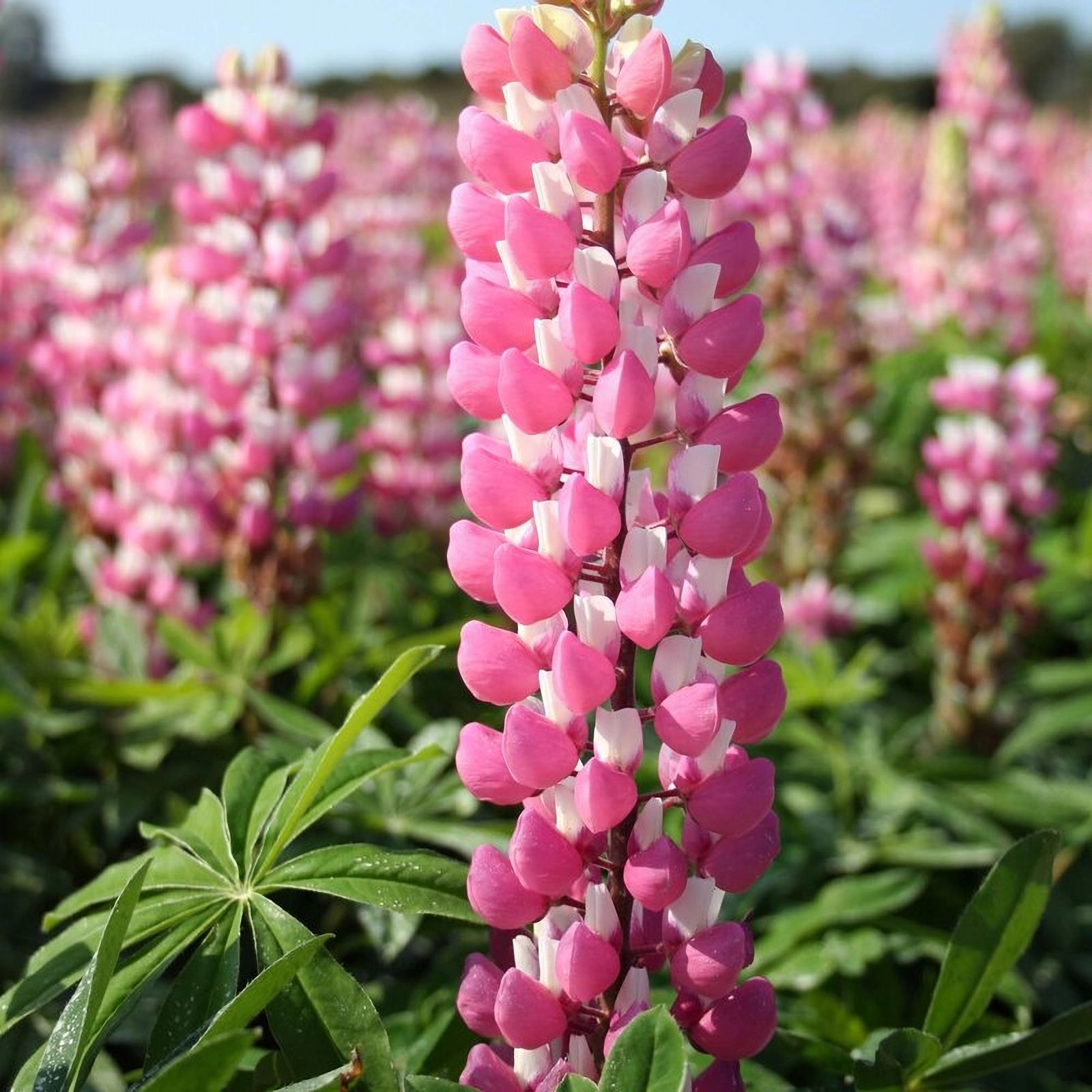 Превью изображения