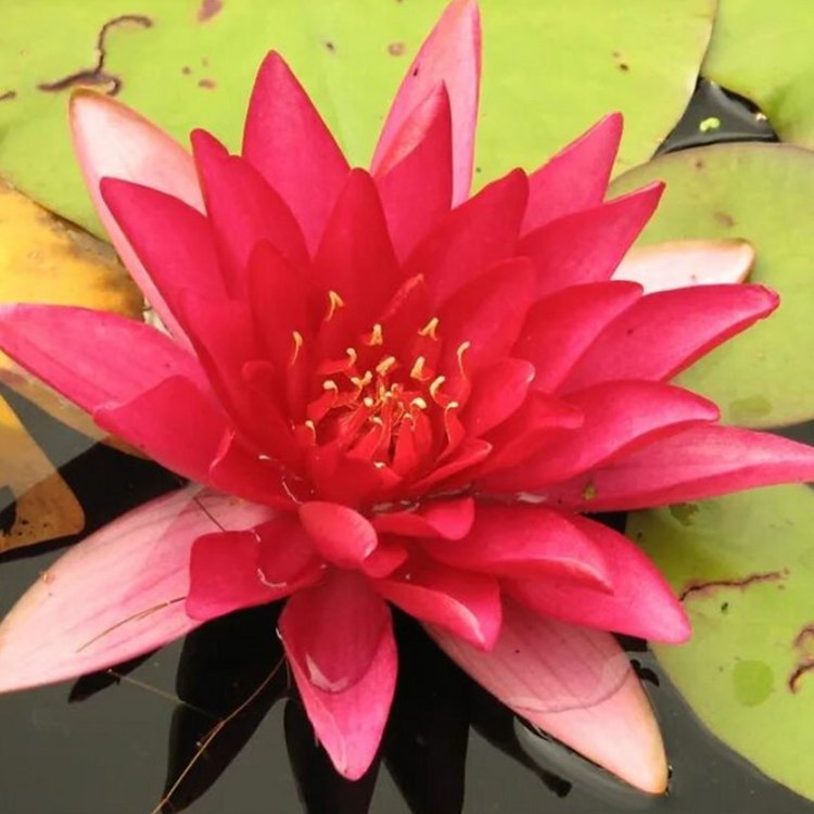 Превью изображения