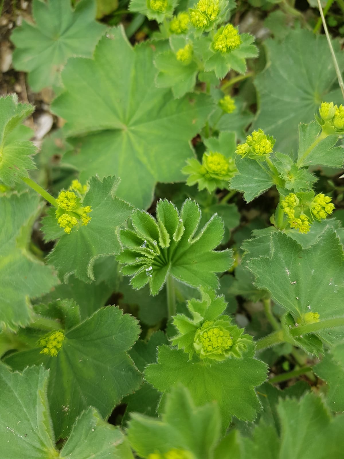 Превью изображения