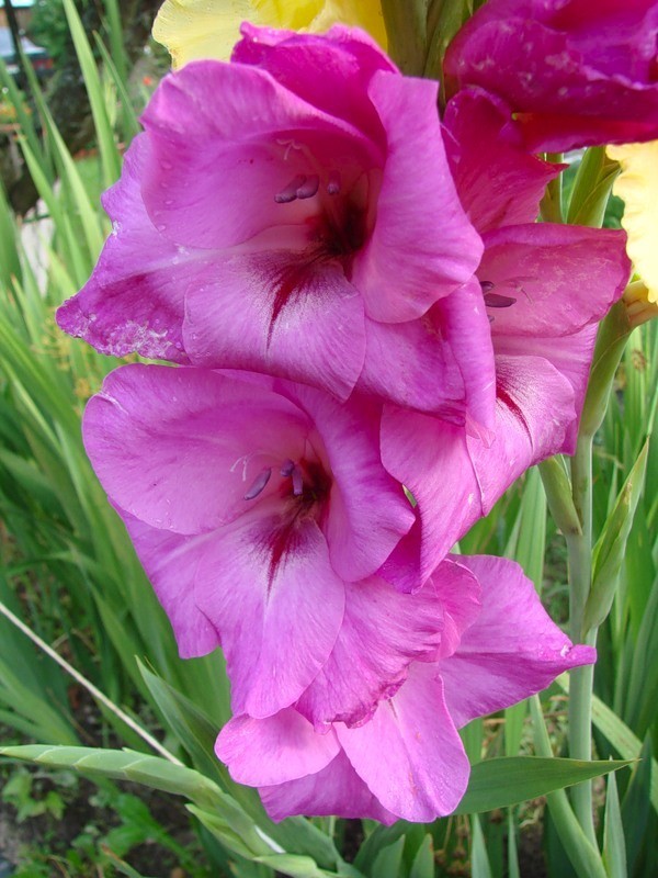 Превью изображения