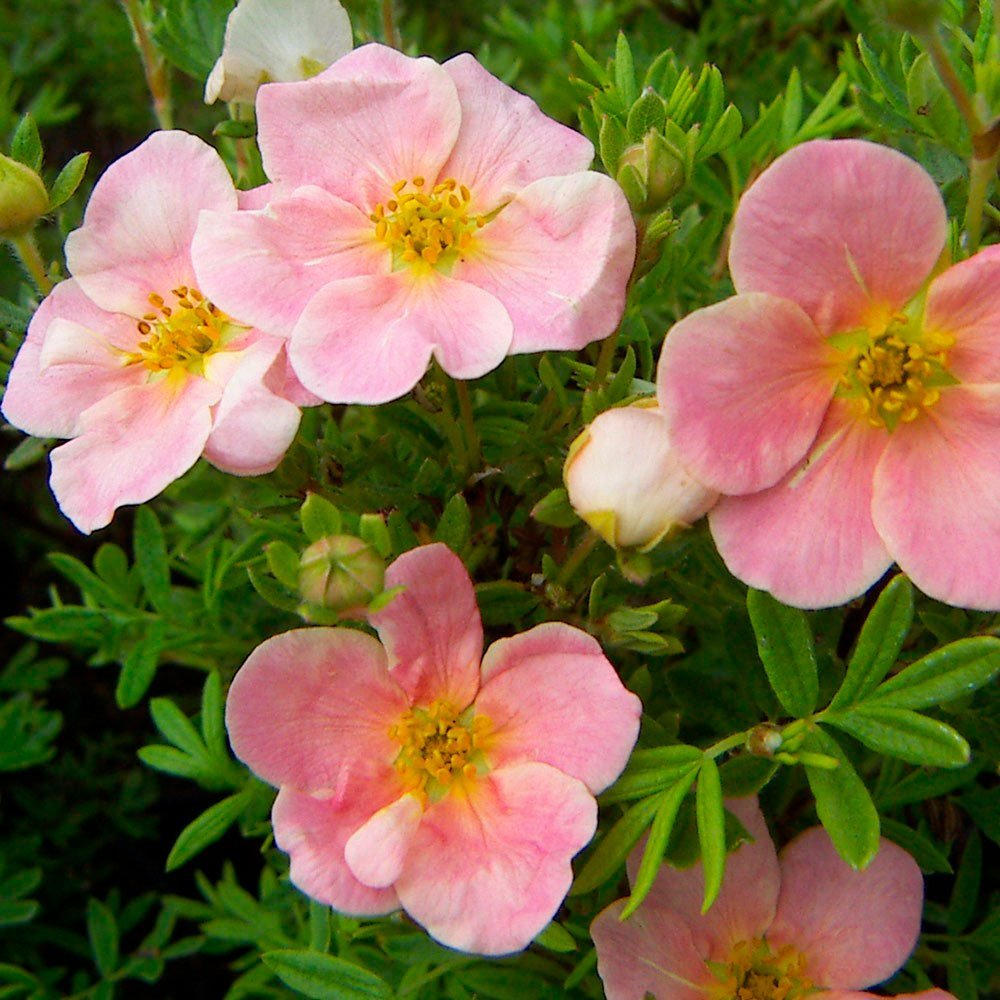 Превью изображения