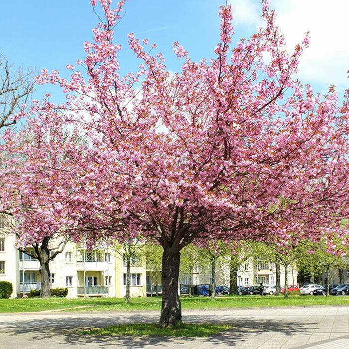 Превью изображения