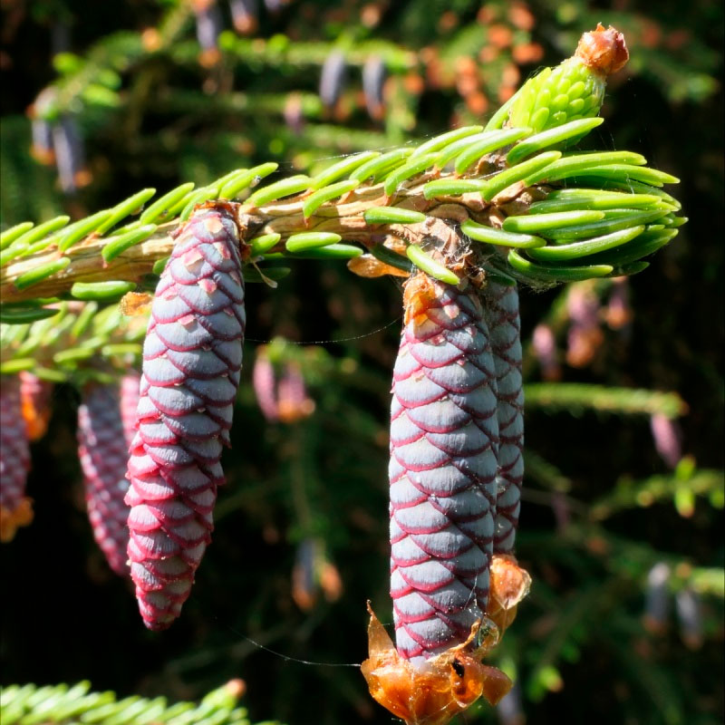 Превью изображения