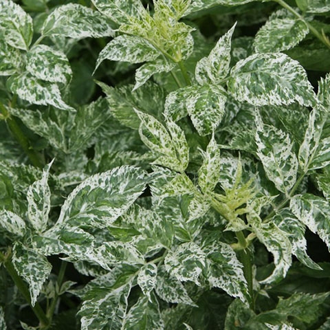 Превью изображения