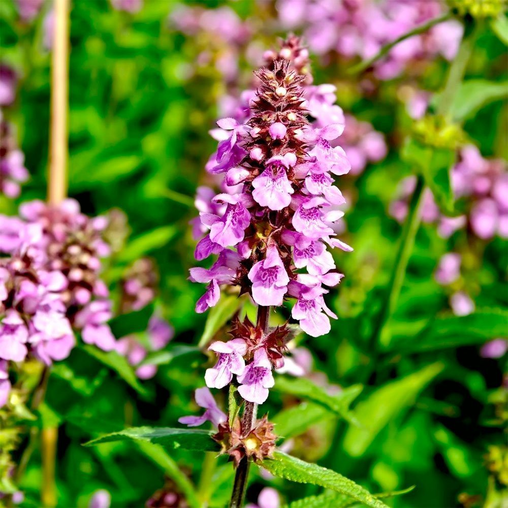 Превью изображения