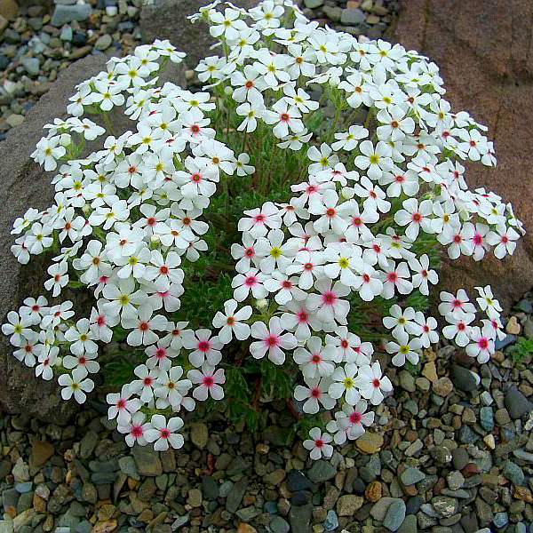 Превью изображения