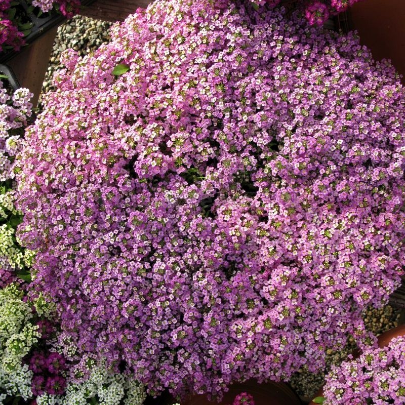 Превью изображения