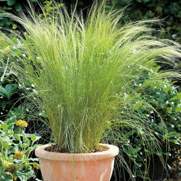 Превью изображения