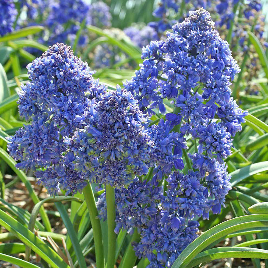 Превью изображения