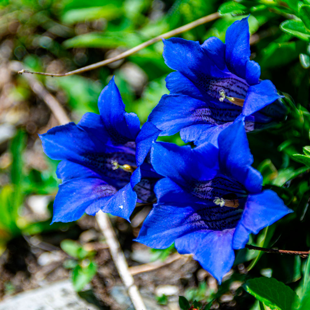 Превью изображения