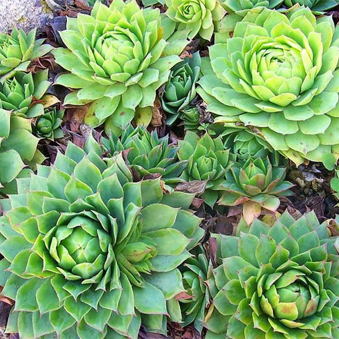 Превью изображения