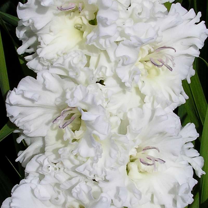 Превью изображения