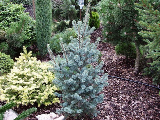 Превью изображения