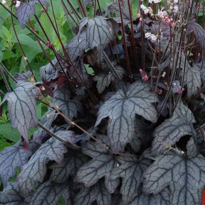 Превью изображения