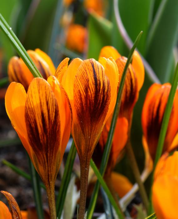 Превью изображения