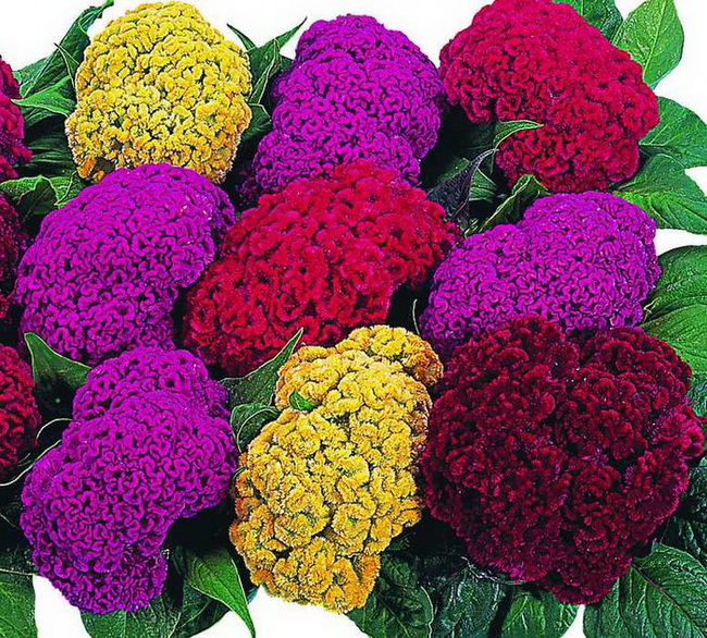 Превью изображения