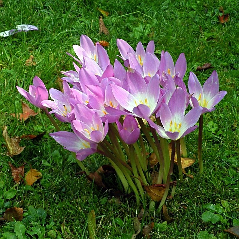 Превью изображения