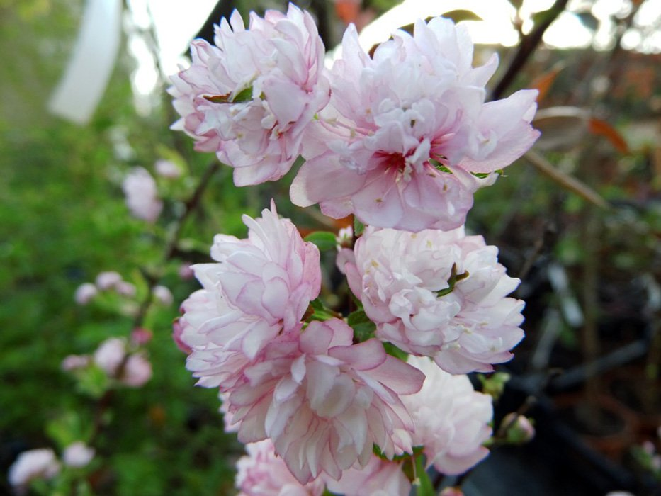 Превью изображения