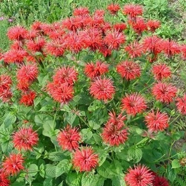 Превью изображения