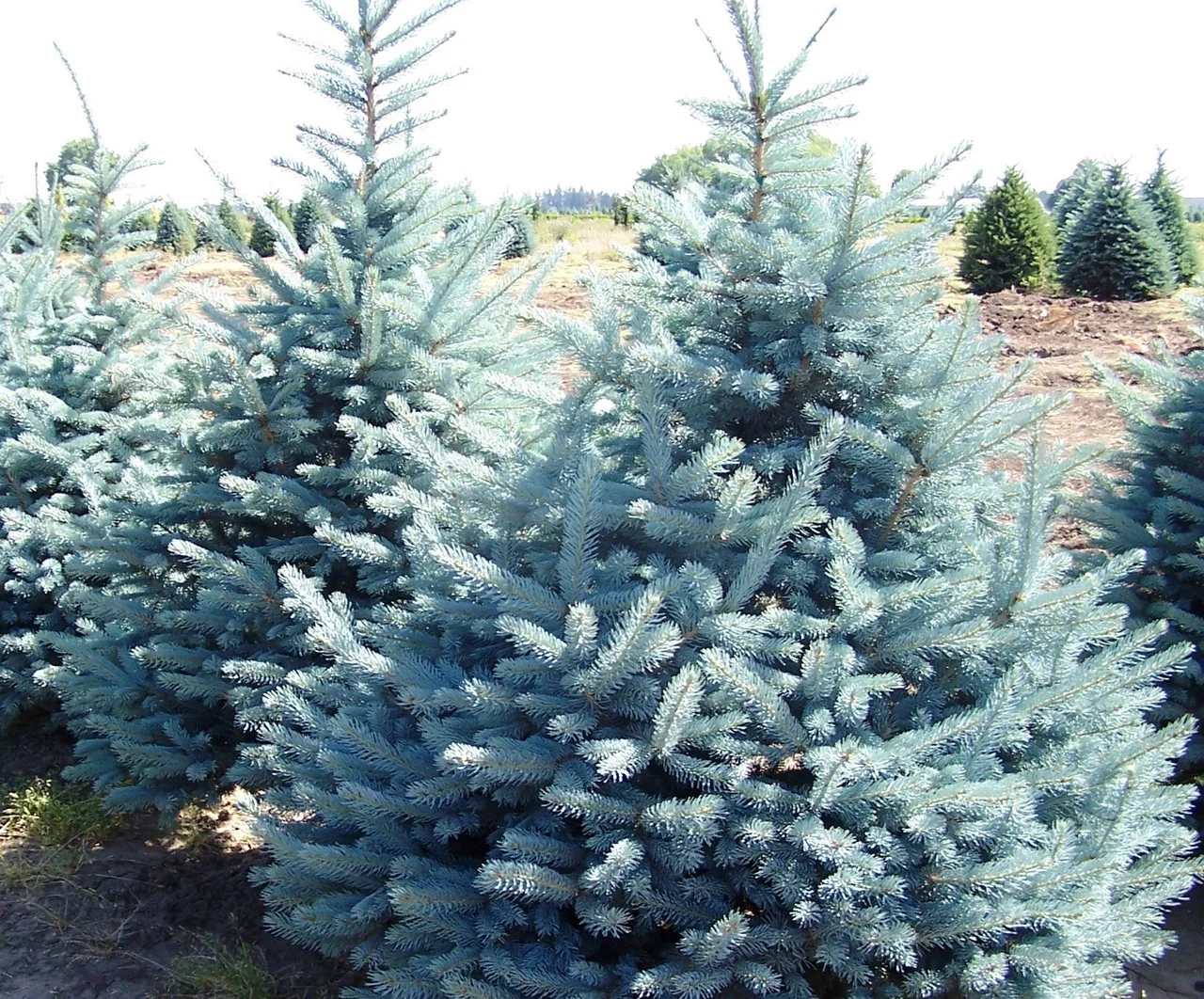 Превью изображения