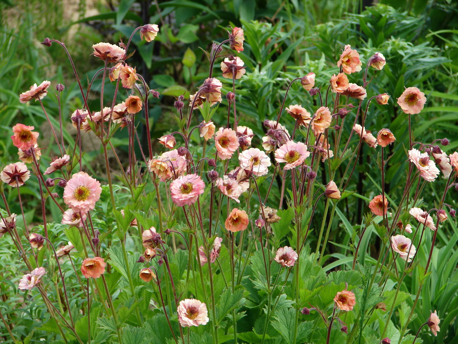 Превью изображения