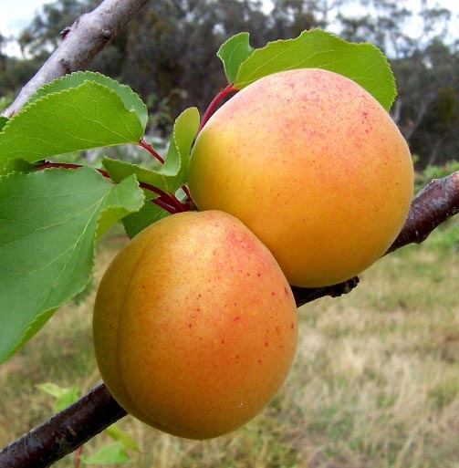 Превью изображения