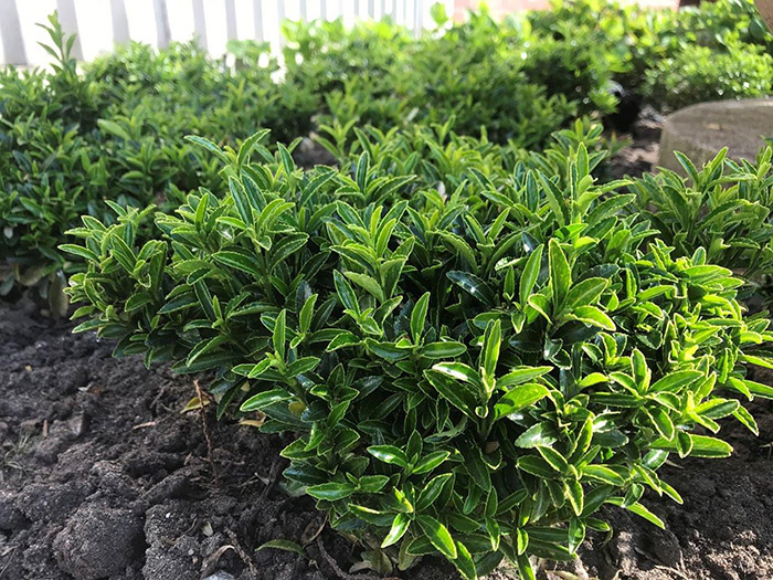 Превью изображения