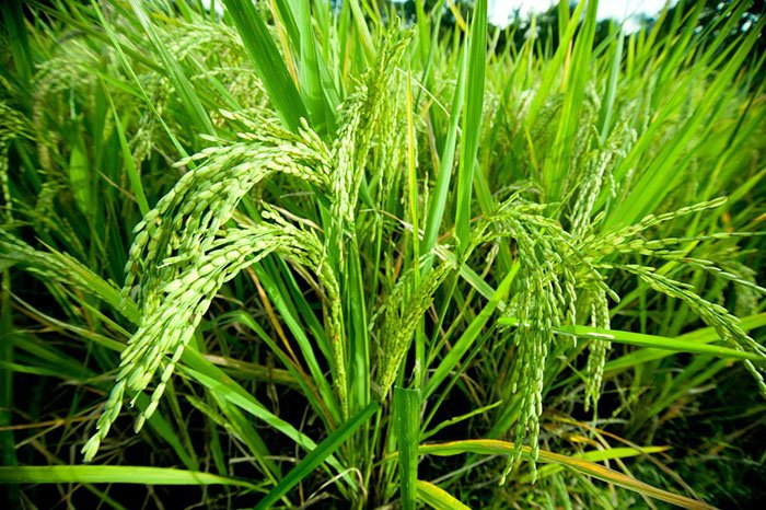 Превью изображения