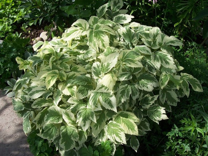 Превью изображения