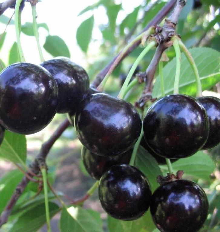 Превью изображения