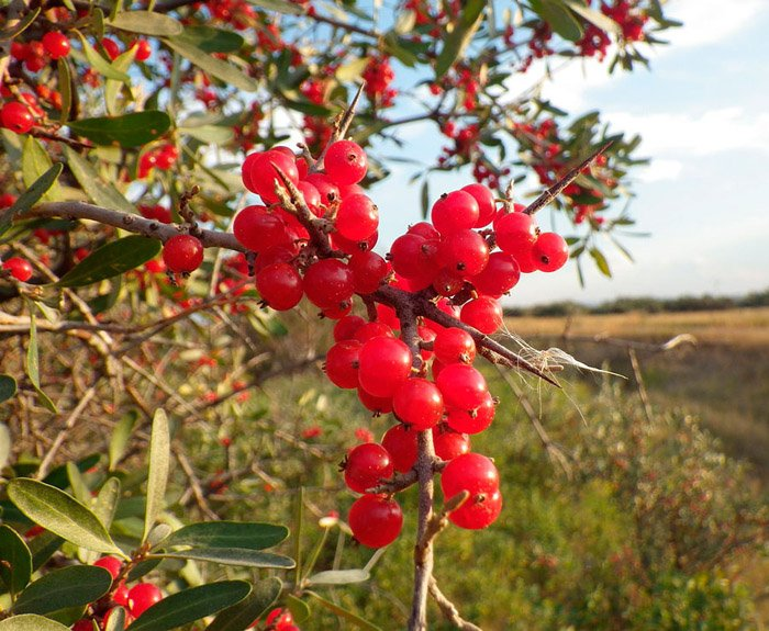 Превью изображения